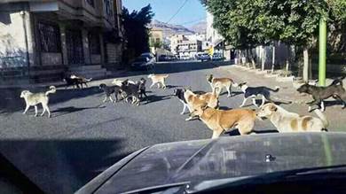 إهمال الحوثيين يضيف «داء الكلب» إلى قائمة الأوبئة